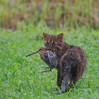 野鳥を狩るツシマヤマネコ