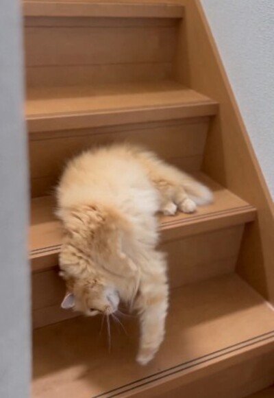 仰向け（？）で降りていく猫ちゃん