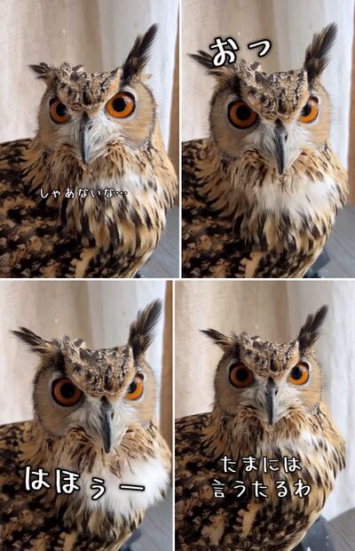 投稿動画のワンシーン