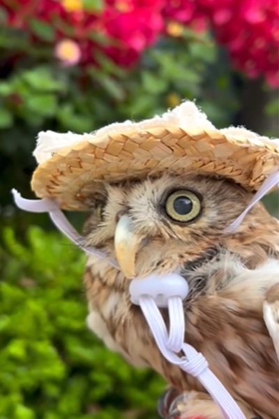 麦わら帽子のフクロウ