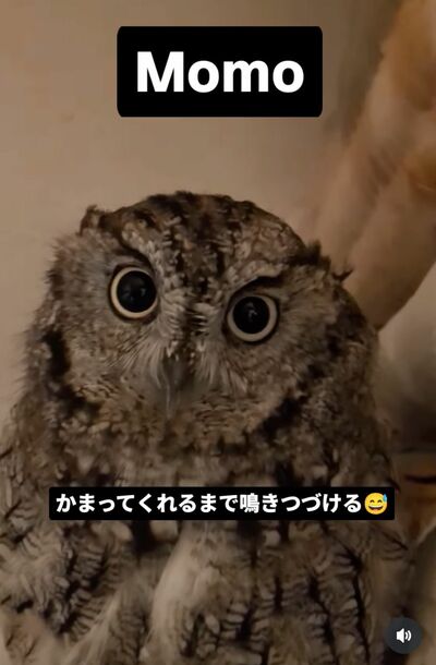 投稿動画のワンシーン