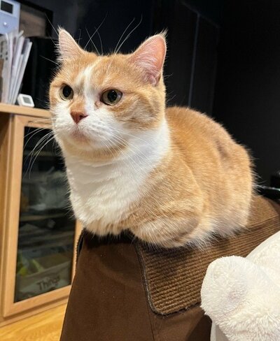 「お手々ないない」のポーズで座る虎太郎くん