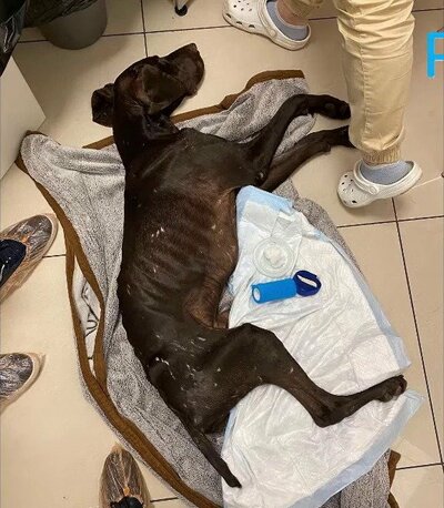 動物病院に運ばれ、酸素吸入と点滴治療を受けるバグラット
