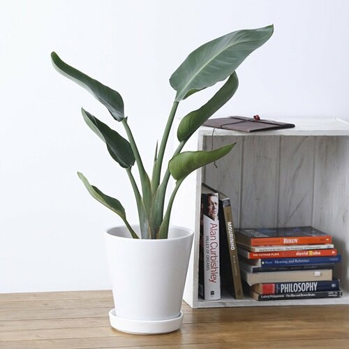 オーガスタ 白丸鉢入り