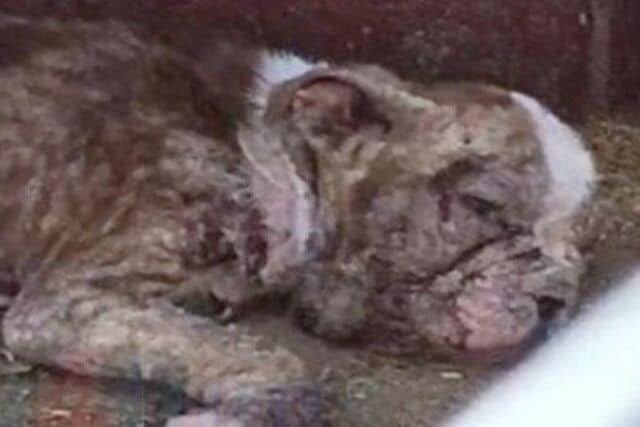 【保護犬】生後7週間で命の危機　「24時間体制の治療」で奇跡の回復を遂げるまでの物語に胸が熱くなる