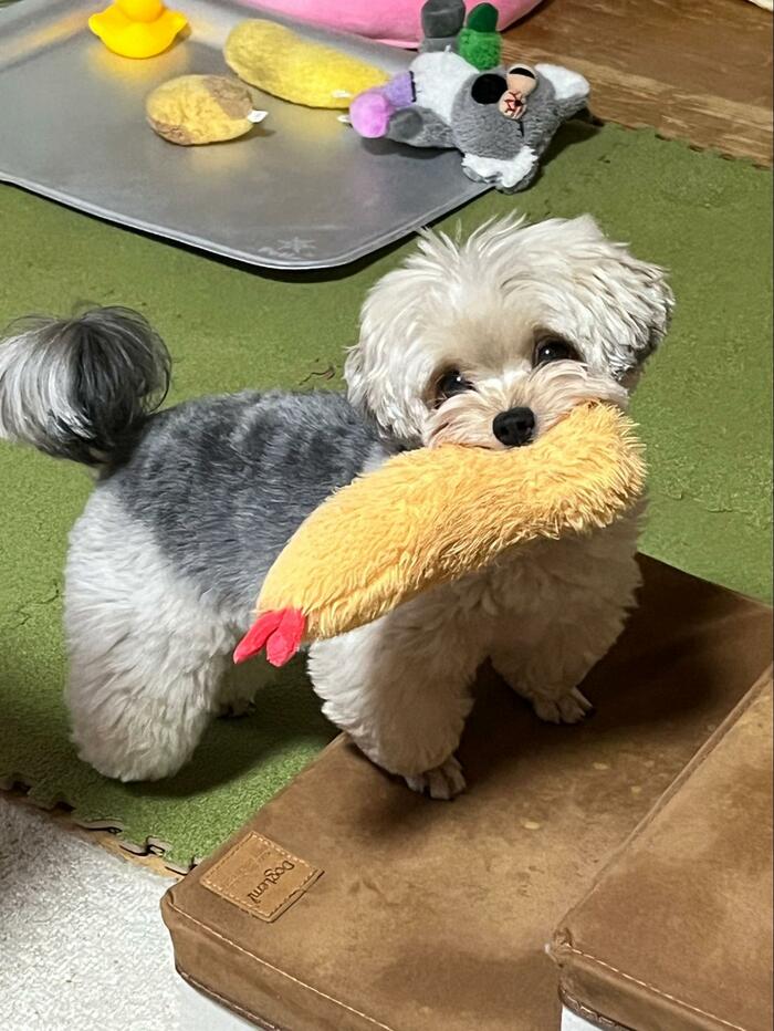 犬とぬいぐるみ