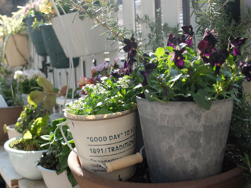 ダイソー、アンティーク調アイアンポット（バケツ型）筆者撮影写真