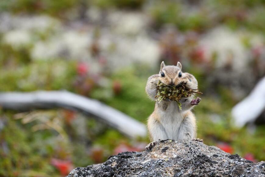 出所：@slashslashphoto