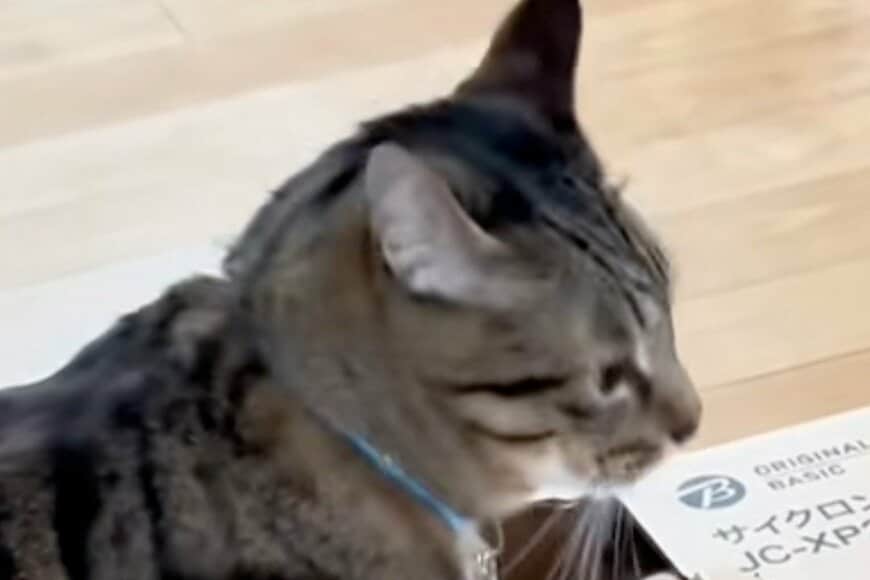 猫が「嫌いなもの」にまさかの反応　全力の姿に「バケモノに見えたのかなw」