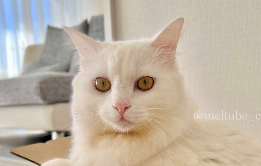 出所：@meltube_cat