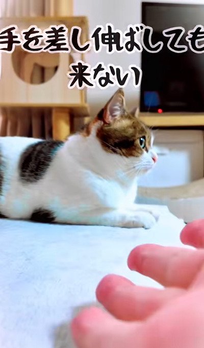 出所:@nikoandkotatorowasabi