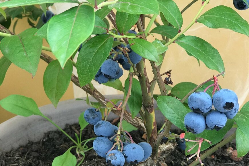 Amallia Eka/shutterstock.com