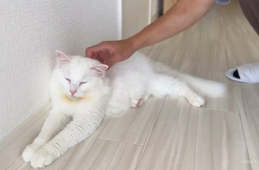 出所：@meltube_cat