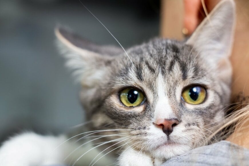 年金生活者支援給付金、来月12月15日に「夫婦で合計2万1800円」支給されるケースとは？請求期限に注意