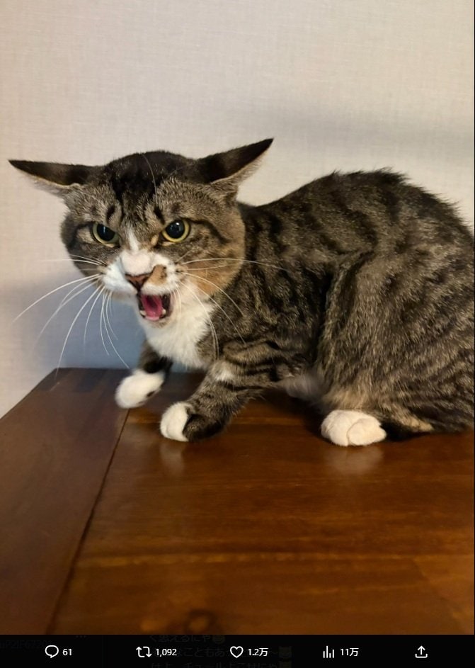 出所：藤あや子のX（@fuji_ayako）参照日：2025年11月10日