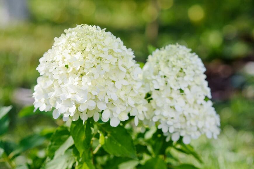 Chamomile_Olya/shutterstock.com