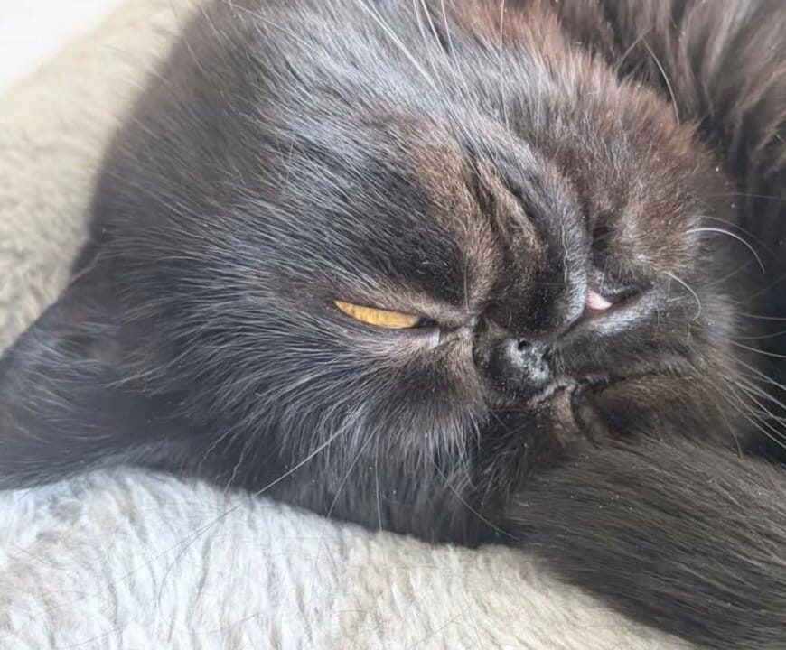 出所：@kotetsu_0420