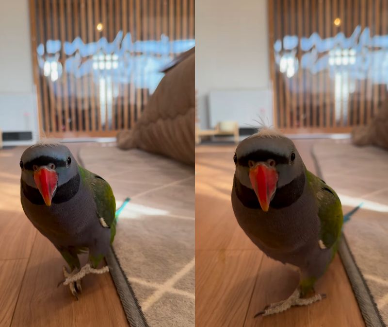 出所：@zundamame_cockatiel