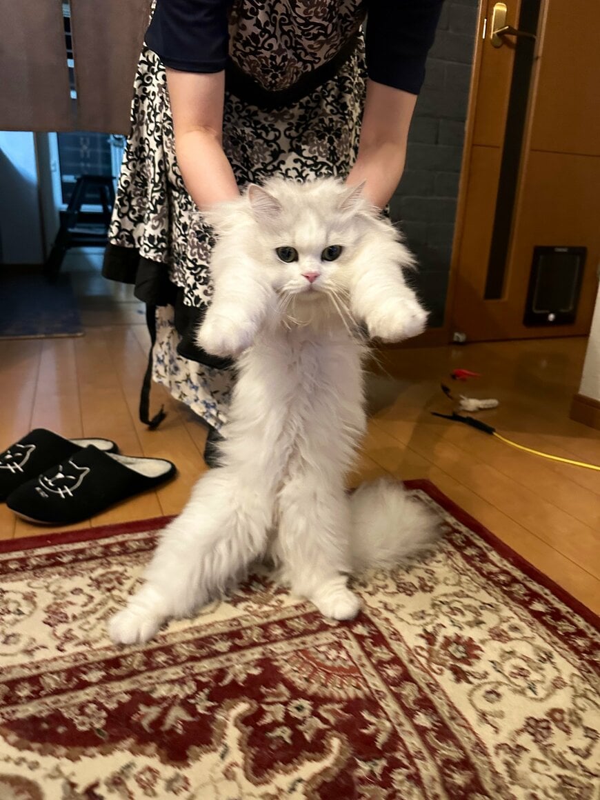 出所：@NEKOLAND13