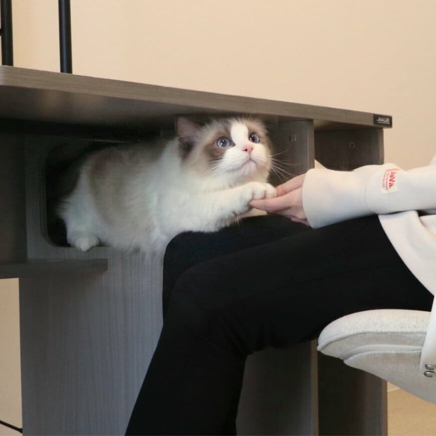 ゲーム中もにゃんこと一緒！うれしすぎる工夫いっぱい「猫ハウス型デスク」がすごい。新生活のスタートにも！