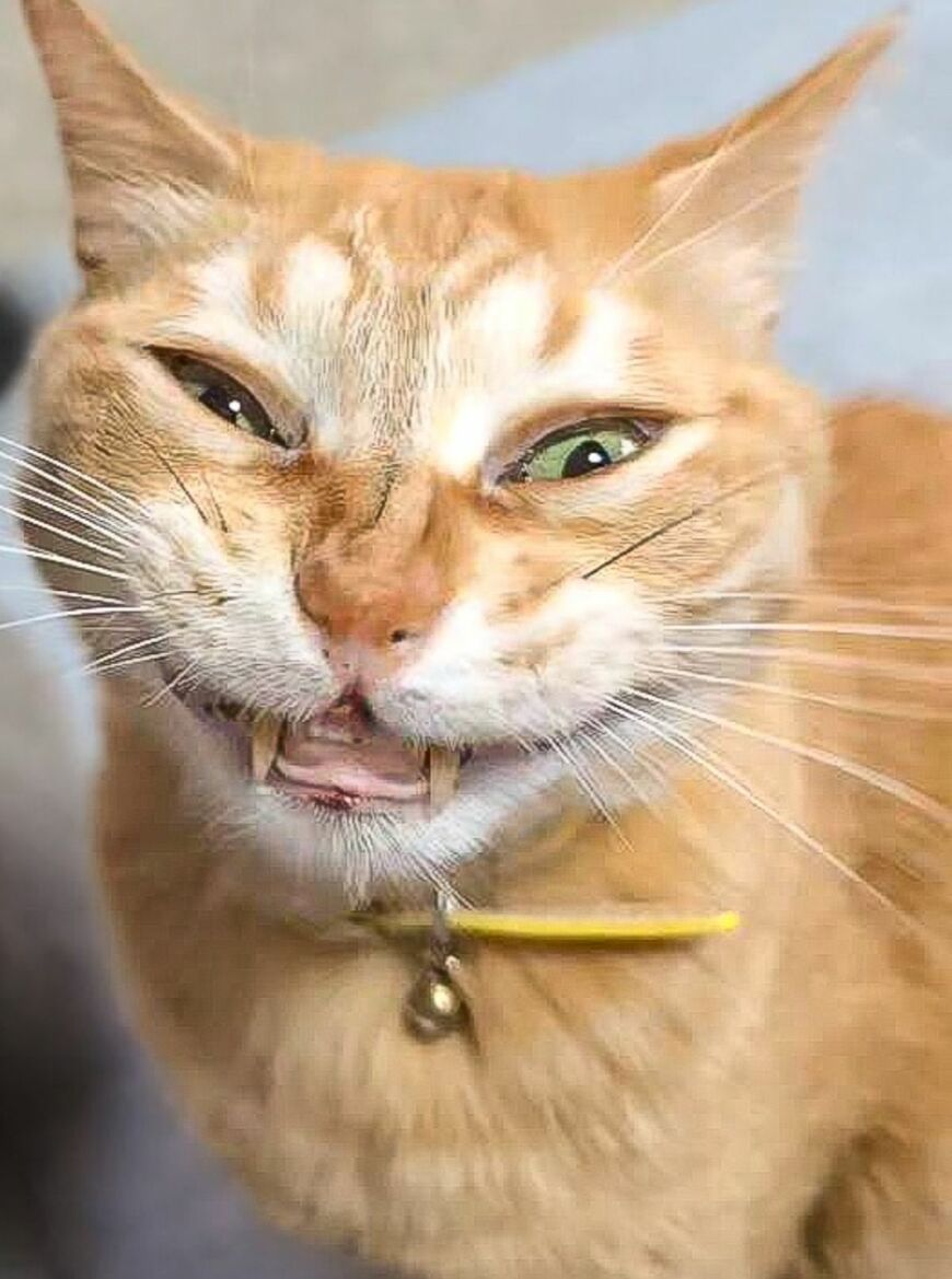 映画の悪役みたいな猫ちゃん、不敵な表情にドキッ！普段とのギャップが大きすぎる