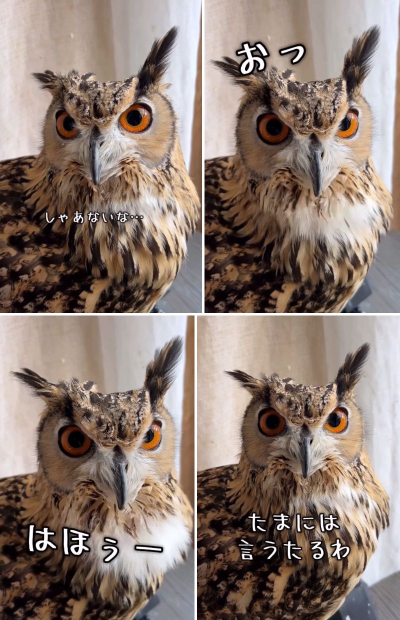 出所：@ba_chantolatte