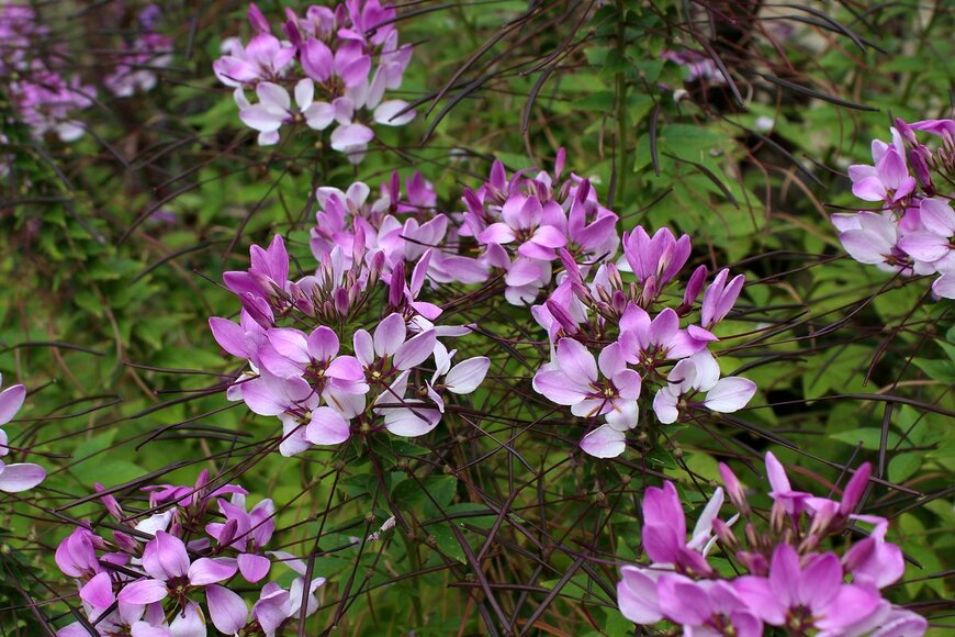 Svetlanko/Shutterstock.com