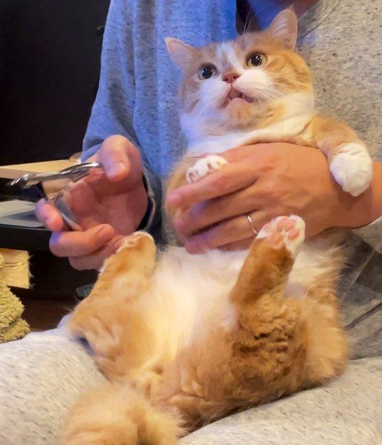 出所：@kotaro_0315