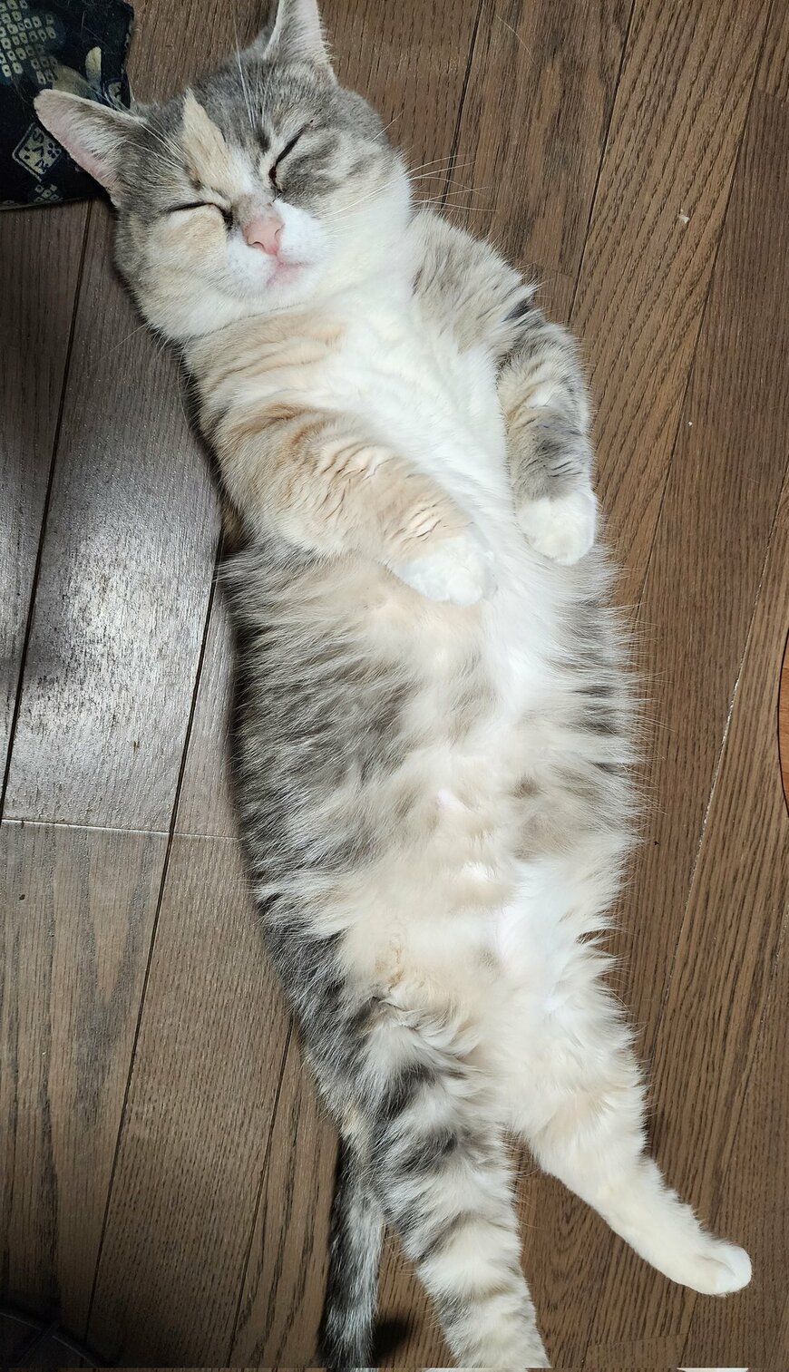 出所：@tokyonyanko0731