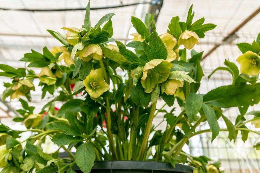 S.O.E/Shutterstock.com