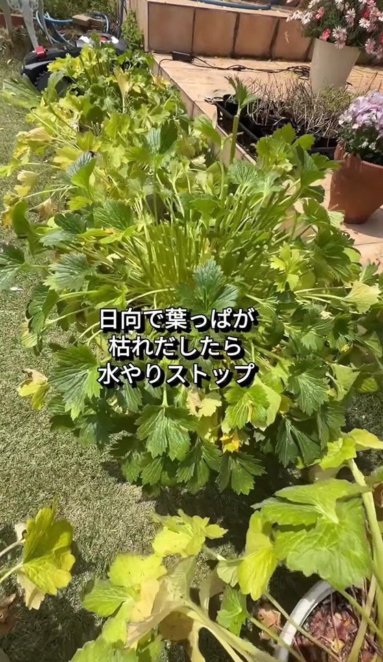 @mappysgarden