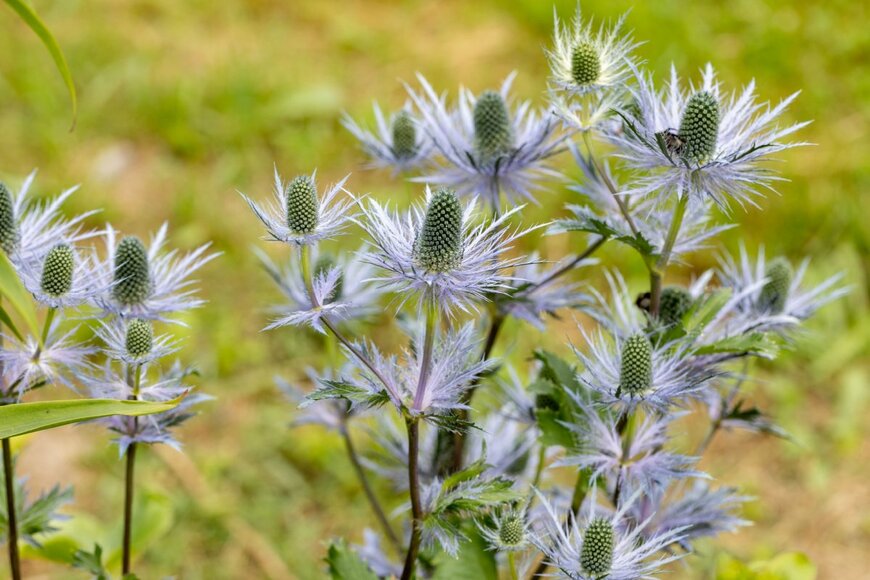 エリンジューム　S.O.E/shutterstock.com