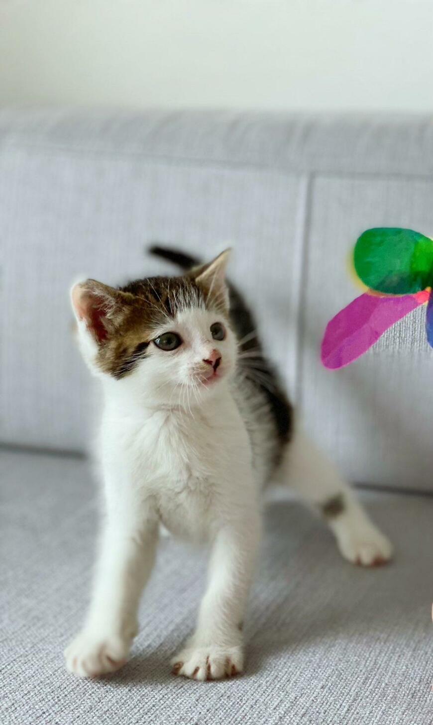 出所：@Saeroyi_cat 