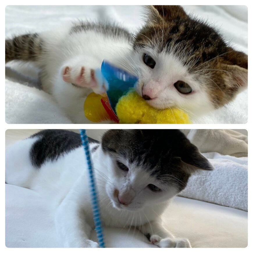 出所：@Saeroyi_cat