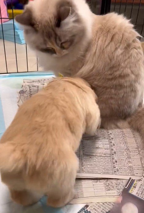 出所：@pu_channeldesu