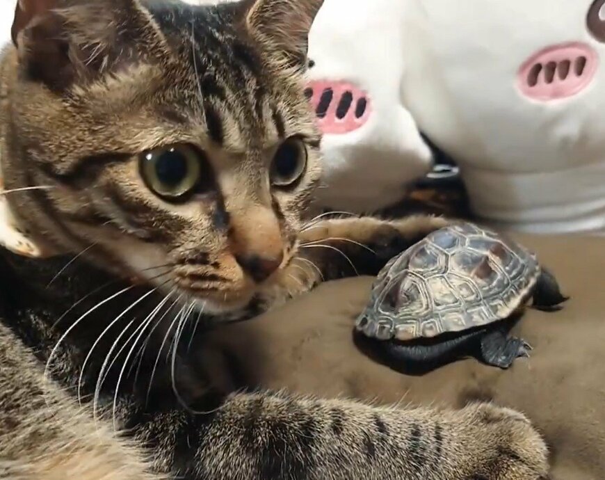 出所：@Mh0MLiErcV8E97C