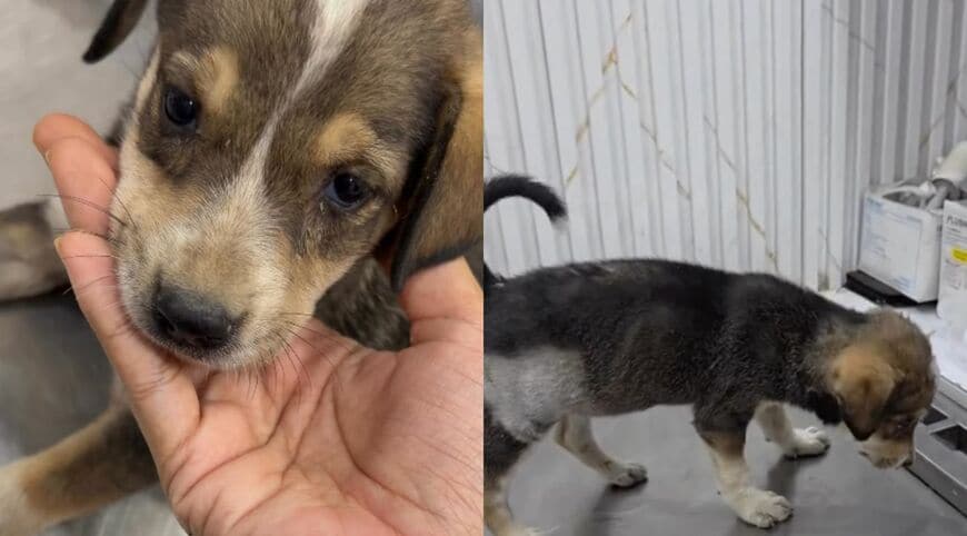 少し元気になった子犬の様子