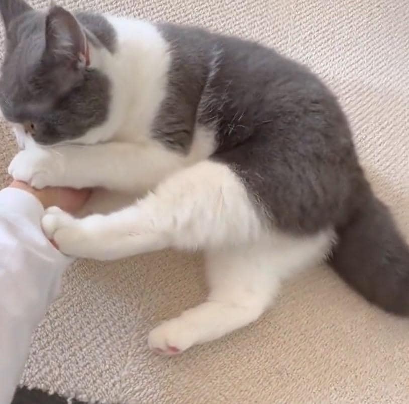 飼い主さんと遊ぶ猫