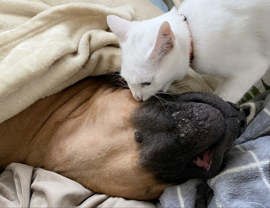 猫と犬