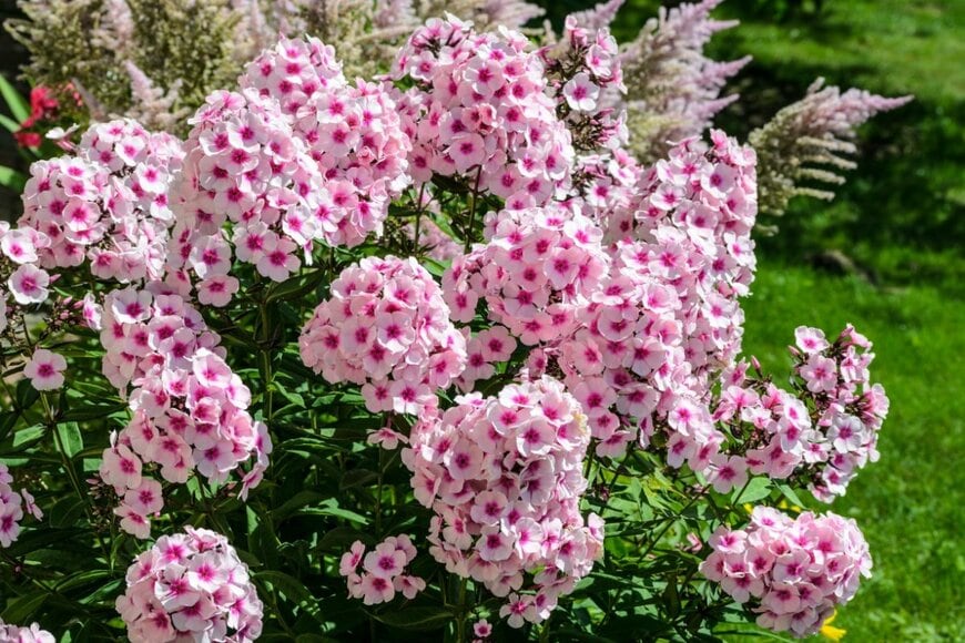 フロックスの花が咲いている。色はピンクと白。