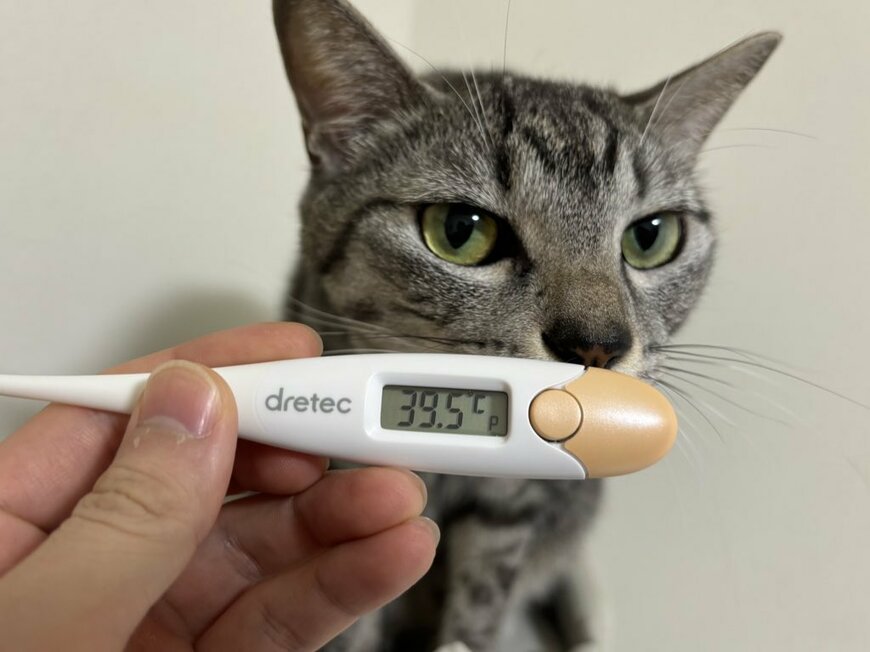 体温計と猫