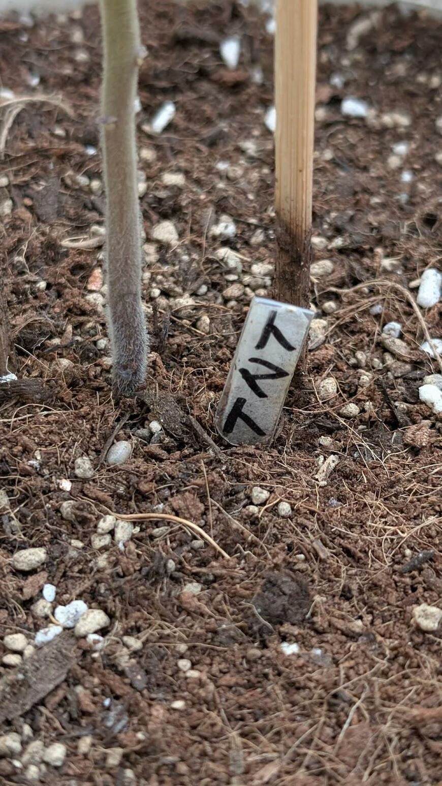 プランターに植えられたトマト