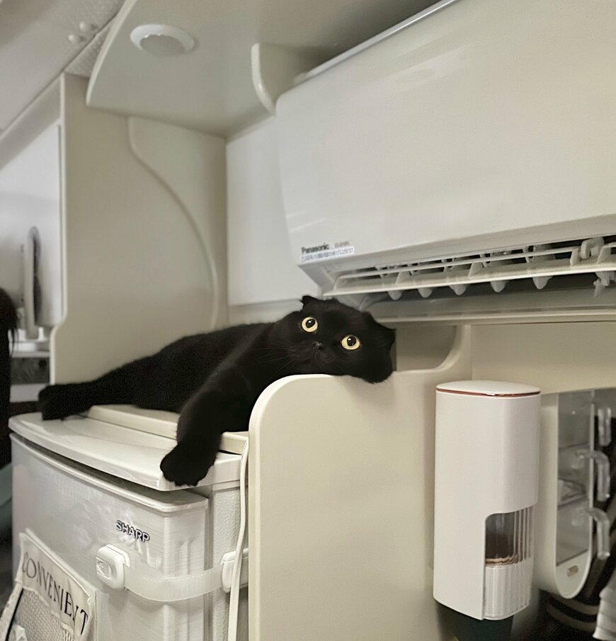 エアコンの真下で涼む猫