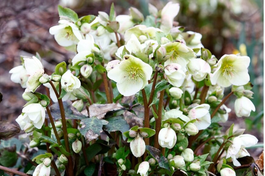 白いクリスマスローズの花