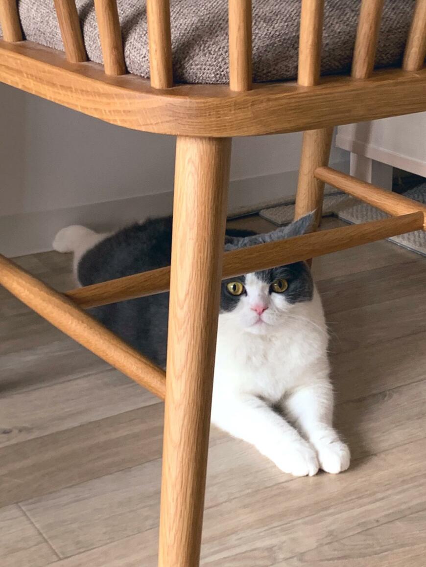 肉球を冷やす猫