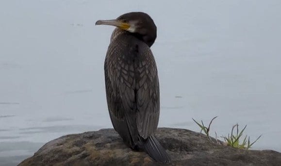 ペンギンのような佇まいが印象的