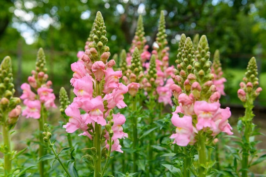薄桃色の花を咲かせている、キンギョソウ