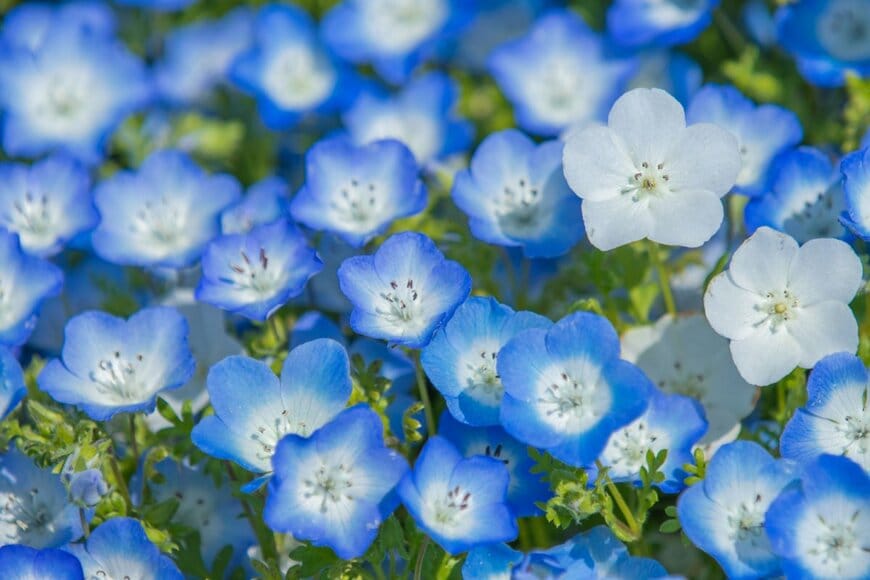 パステルブルーのネモフィラの小花が咲いている