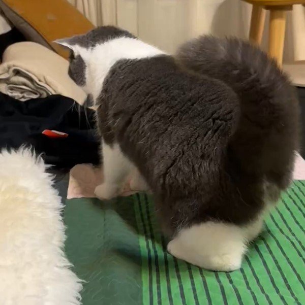 猫の後ろ姿