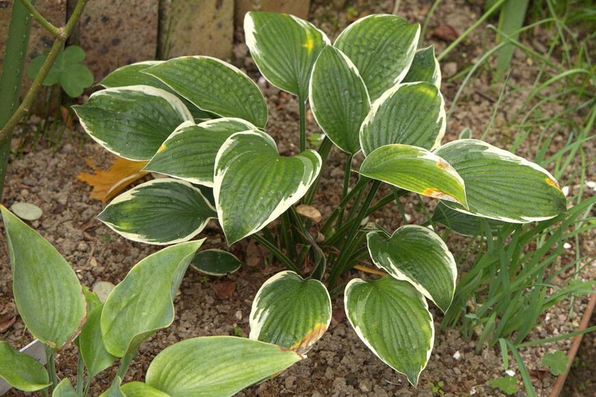 緑の葉の縁に白い斑が入っているギボウシの葉
